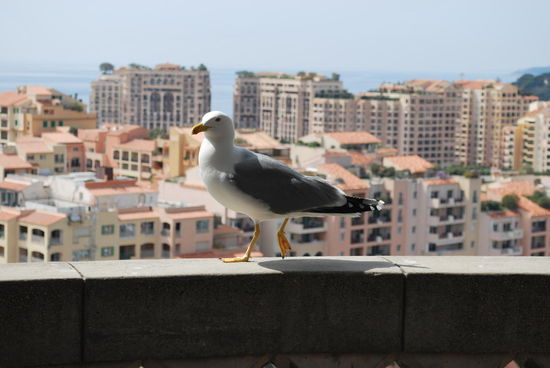 alles schön und gut, aber bisher kann ich Monaco nicht wirklich viel abgewinnen...