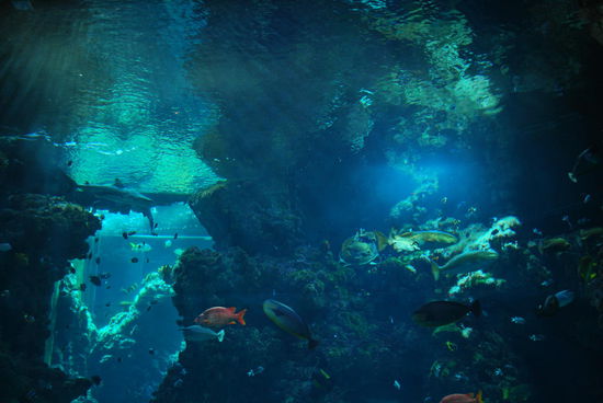 Das Aquarium ist schon geil