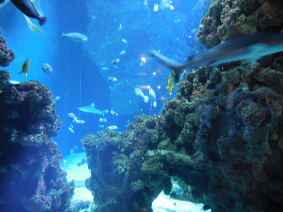 die haben alles, oder zumindest vieles aus der Unterwasserwelt