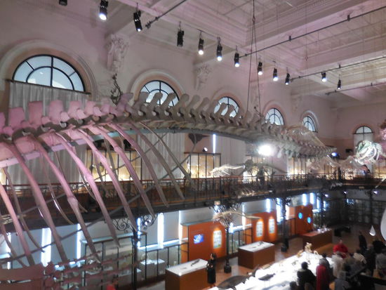 Wal-Skelett unter der Decke - diesen Wal hat Albert I. leider selbst vor der Küste Liguriens in Italien harpuniert - er ist ca. 20m lang.