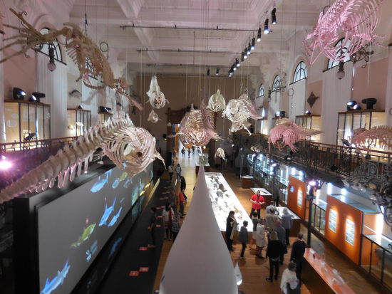 es ist einfach der Gesamteindruck aus reinem Aquarium und dem historischen ozeanografischen Institut + altem Gebäude, das mich so begeistert und einzigartig ist...