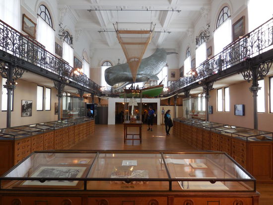 Wal-Modell an der Decke - ist es ein Blauwal ???