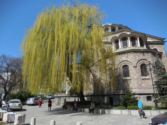nächstes Highlight: Die Kathedrale Sweta Nedelja, die mittelalterlich ist und besonders schön finde ich diesen Baum vor der Kirche und habe bis heute nicht herausfinden können, was es für einer ist...