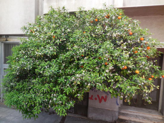 Die Straßenbäume von Athen gefallen mir besonders gut, entweder sind es brutal zurückgestutzte Platanen oder - wie hier - Orangen- oder auch Zitronenbäume prall voll mit Früchten, schon jetzt im April