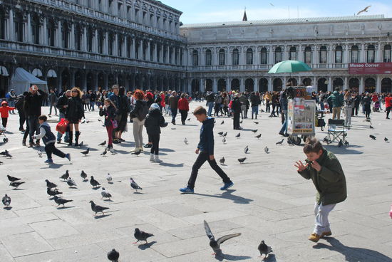Die Tauben von Venedig: