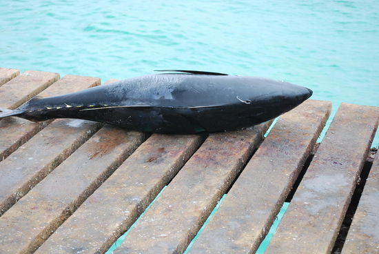 Ich bin kein Fischkenner, aber ist das Thunfisch ???