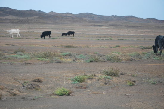 Überraschender Anblick: Kühe, die hier eigentlich gar nichts zu fressen haben, trotzdem kommen sie hierher und sehen so aus, als würden sie grasen.
