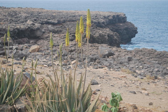 Neben wildem Spargel blühen hier auch noch Aloe Vera
