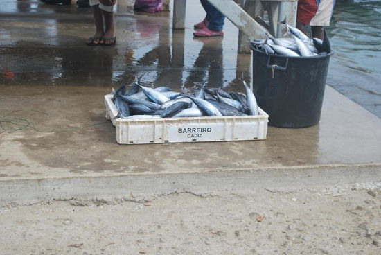 es ist nicht wirklich viel - auch die Gewässer um die Kapverden sind überfischt.