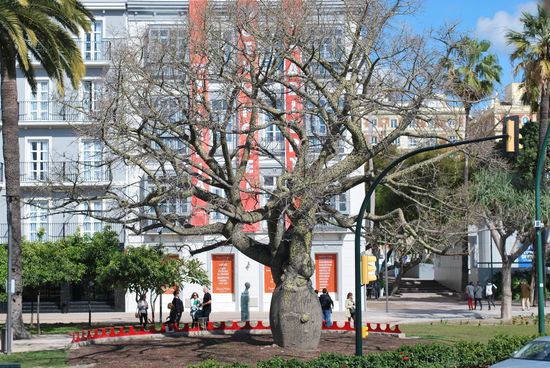 dies ist ein besonderer Baum, wohl sehr selten, aber ich habe vergessen, wie er heißt. Sieht fast ein wenig aus, wie ein Baobab