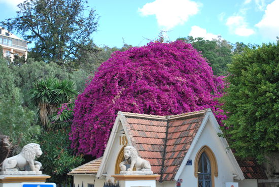Bougainvilla