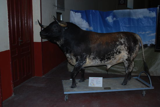 irgendein ganz legendärer Stier - ausgestopft