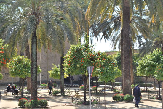 Gleißendes Licht am Nachmittag vor dem Alcazar mit Orangen-Bäumen