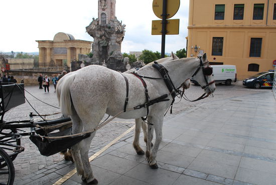 Kutschfahrten durch Córdoba sind beliebt und die Pferde recht gepflegt und sehr schön