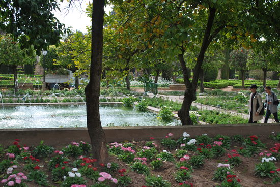 Sieht man es ? All die vielen Zitronen ? Ich finde nichts schöner, als Zitronenbäume...