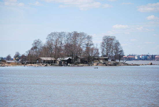 die typischen Bäume Finnlands - Birken - Anfang Mai noch gänzlich ohne Grün