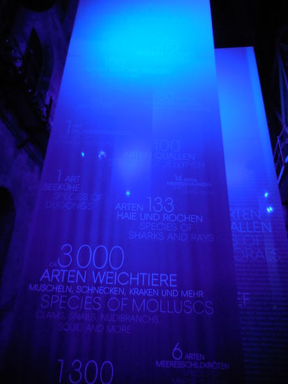 Haie, Rochen, Seekühe, Meeresschildkröten usw.