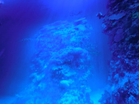 Auf meinen unscharfen Fotos sieht man leider nicht viel, aber sowieso muss man ganz genau hingucken, um die vielen, kleinen Details zu sehen.