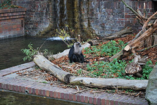 Ein Affe - tolle Erkenntnis - ich weiß leider nicht mehr den Namen der Spezies...