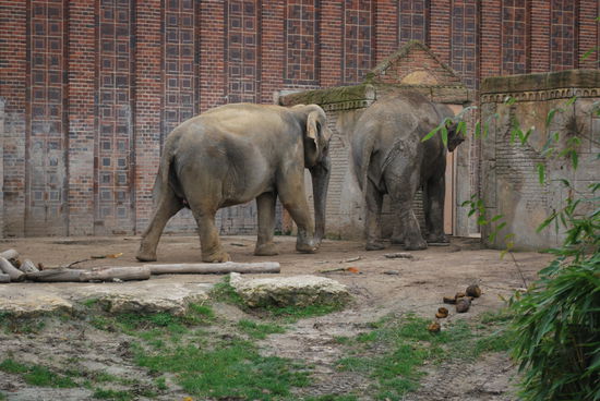 Das Elefantenhaus ist recht schön, aber ich sehe asiatische Elefanten, die nicht halb so spektakulär sind, wie afrikanische. Asiatische Elli´s sind zu erkennen an den wesentlich kleineren Ohren und sie sind auch insgesamt kleiner und "schlanker".