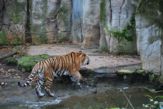 Das hier ist ein Amur-Tiger. Es gibt auch sibirische Tiger, die fast ein wenig weiß sind und bengalische Tiger, die sind besonders groß und schön. Die sind in Indien, Nepal, Sri Lanka und Bangladesh zuhause. Geraten immer mal wieder auch in die Schlagzeilen, weil sie Menschen anfallen und töten. Was allerdings nur daran liegt, daß der Mensch dem Tiger sein Revier raubt.