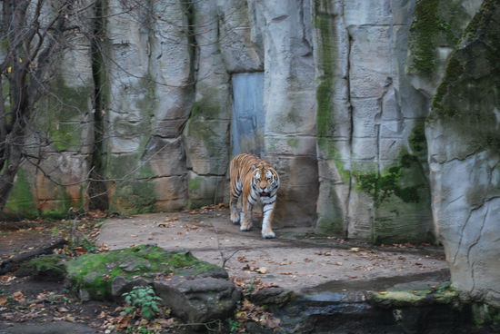 Was für ein majestätisches Tier !