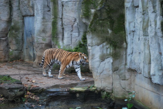 Mein Heim-Tiger ist leider nicht mehr. "Katzi" und hat schon vor Jahren das Zeitliche gesegnet...