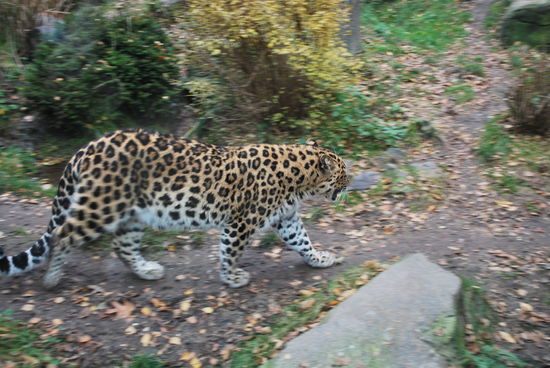 Selbst auf Safari in Afrika´s Nationalparks sind Leoparden ein sehr seltener Anblick - ich habe kaum mehr, als 3 je in freier Wildbahn gesehen. Und das war schon riesiges Glück !