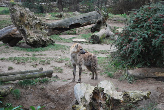 Tüpfel-Hyäne. Das ist zwar ein Raubtier, aber keine Katze. Eher ein Hund, wenn man so will. Toll finde ich diese Tiere auch, weil sie so Kraftprotze sind.