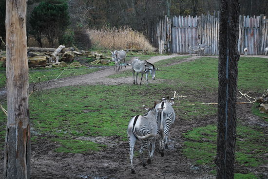 Zebras - Beutetiere in Afrika´s Savannen. Pferde mag ich auch und das sind für mich eben gestreifte Pferde.