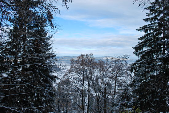Blick durch die Bäume