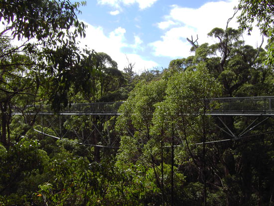 Tree Top Walk I