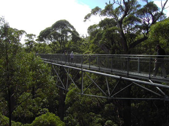 Tree Top Walk II