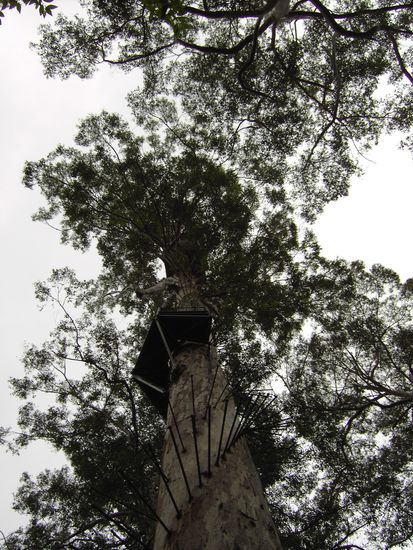 Der Baum in seiner vollen Größe