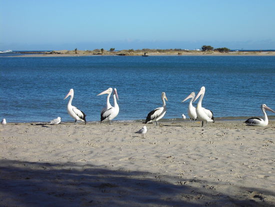Pelikane in Kalbarri