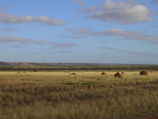 Cape Range NP mit Termitenhügeln