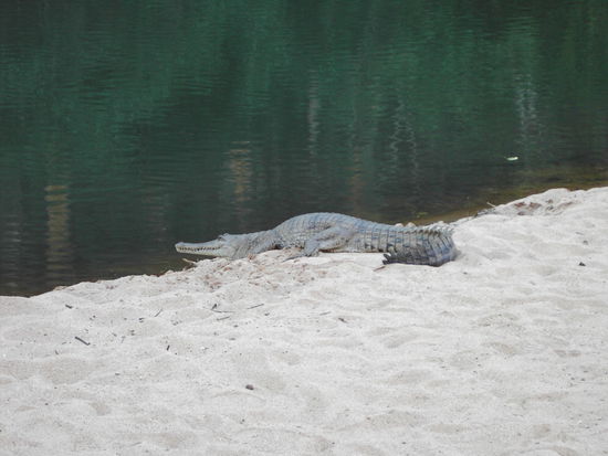 Freshwater Crocodile - considered to be harmless
