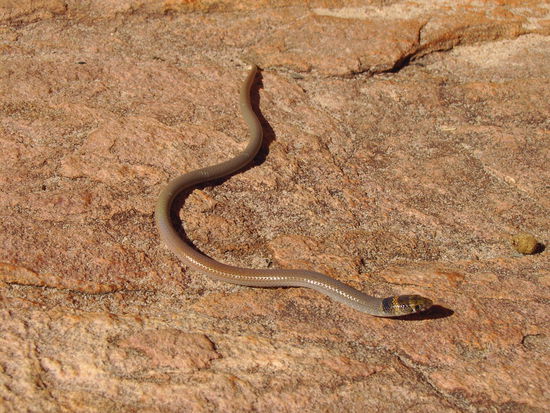 Schlange - sieht hier größer aus als die in Wirklichkeit war