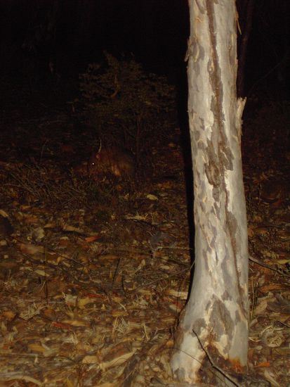 Is wohl eher nen Suchbild geworden