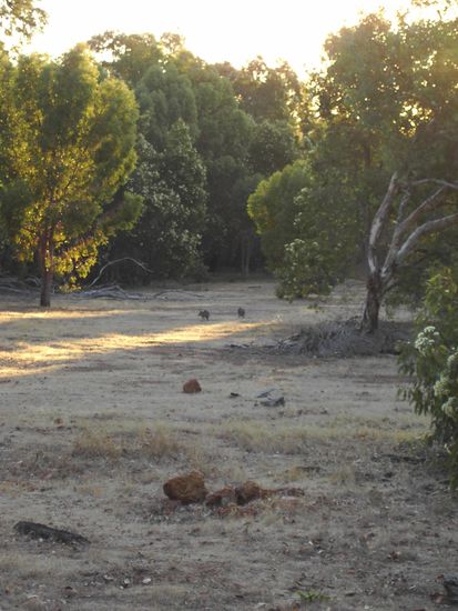 Kaengugrs in weiter ferne