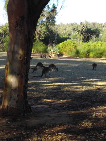 Kaengurus im Yanchep Nationalpark