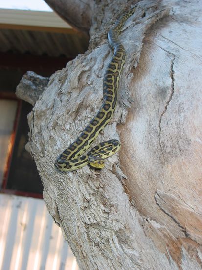 Schlange am Morgen vertreibt Kummer und Sorgen.
