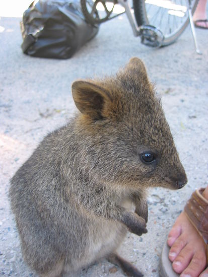 Liebes Quokka