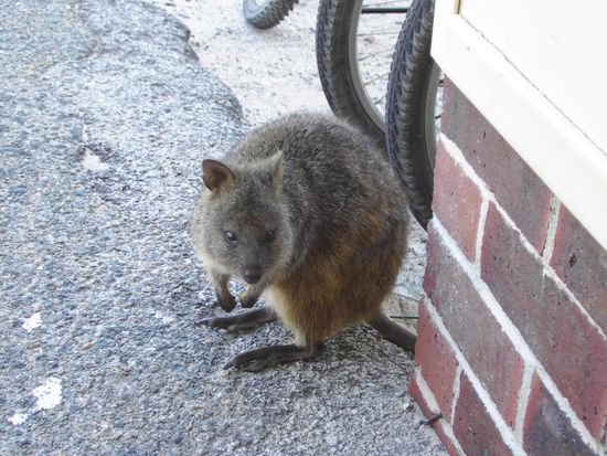 Boeses Quokka