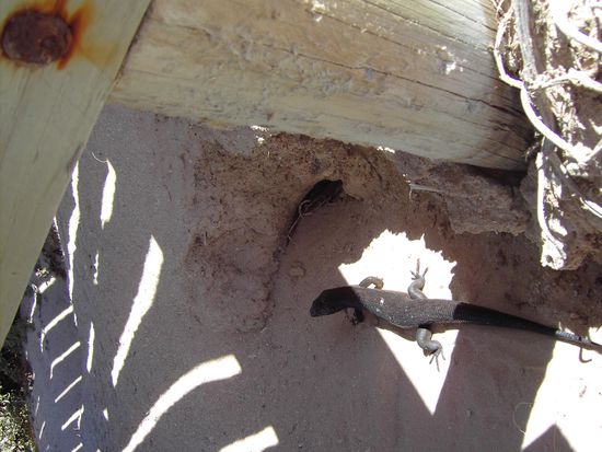 Eine Echse - da war ich gerade noch schnell genug mit der Kamera