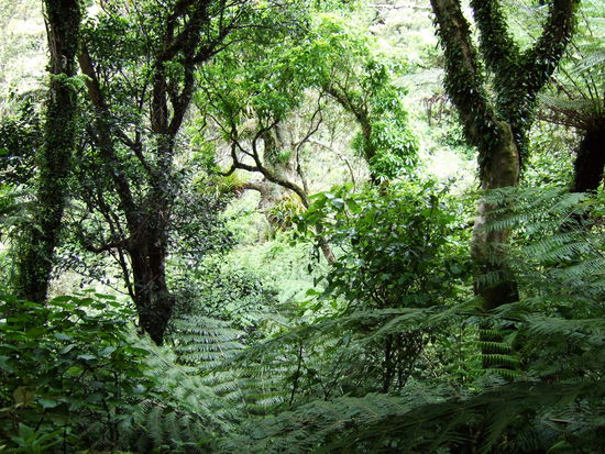 Urwald in Wellington