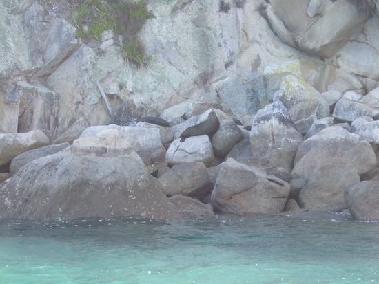 Seehunde, die faul in der Sonne liegen