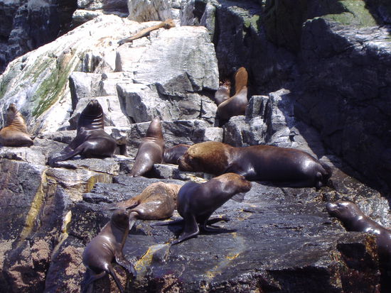 Seehundmaennchen mit seinem Haarem