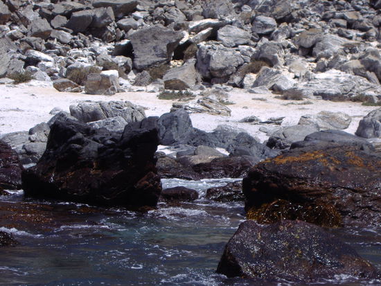 Wer den Seeelefanten findet darf ihn behalten!