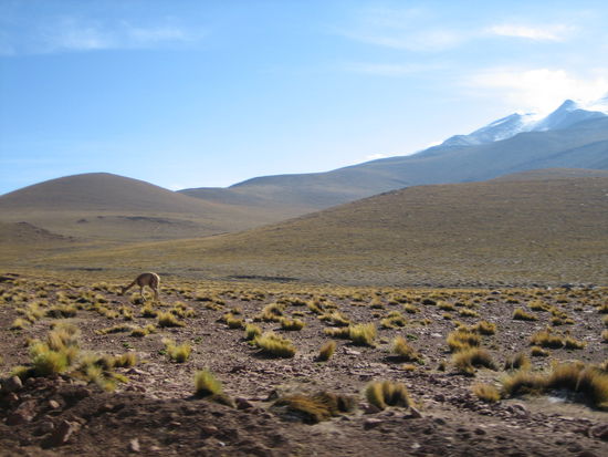 Vicuña am Strassenrand
